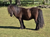 Vente de poney